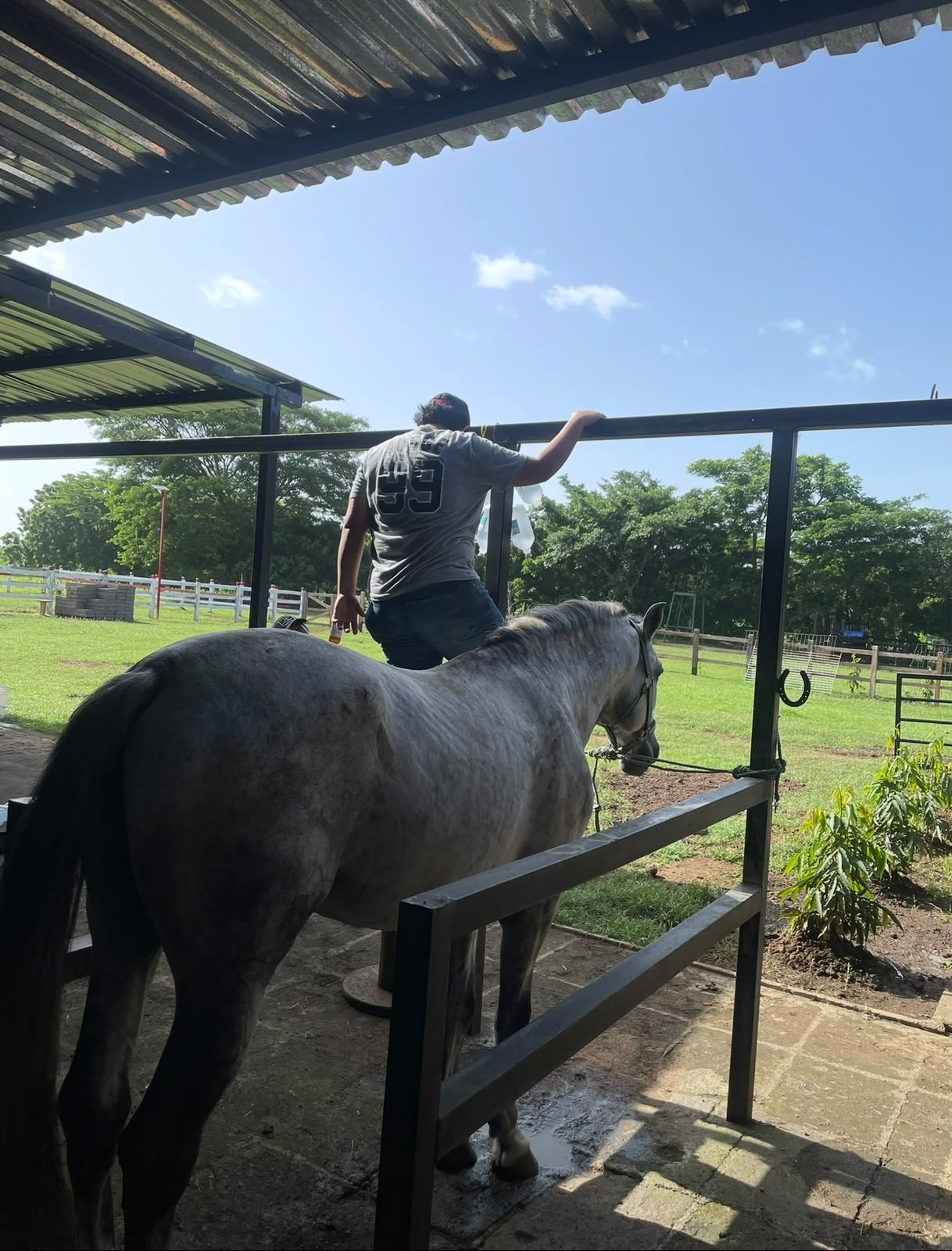 Juan beside a gray horse at an outdoor stable